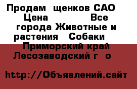 Продам ,щенков САО. › Цена ­ 30 000 - Все города Животные и растения » Собаки   . Приморский край,Лесозаводский г. о. 